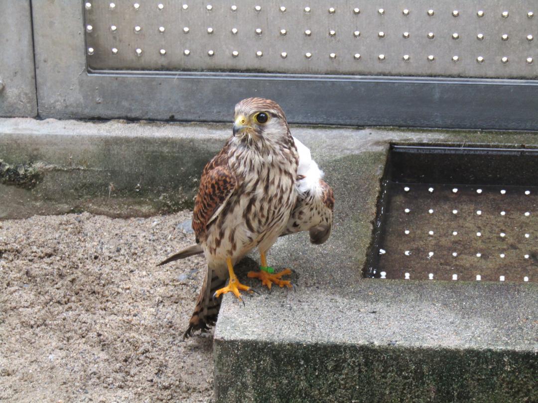 チョウゲンボウ１