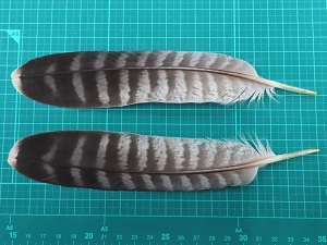 ハヤブサの羽根の画像