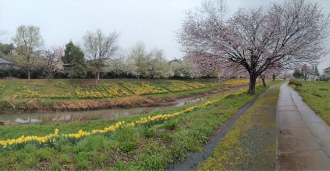 新津川と水仙（撮影日：R8年4月7日）秋葉区柄目木付近
