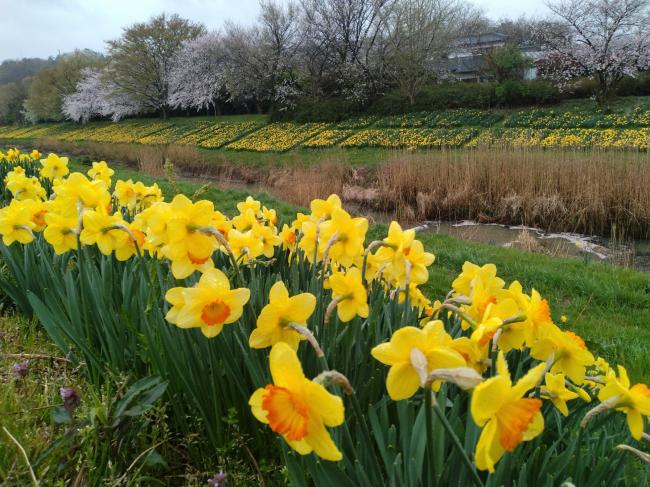 新津川と水仙（R8年4月7日）金沢町付近