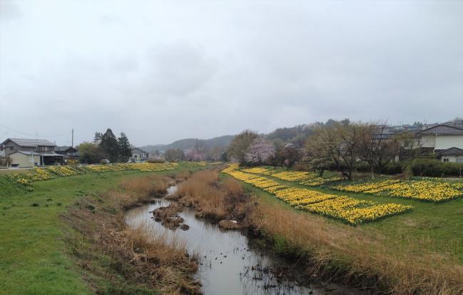 新津川と水仙（撮影日：令和8年4月7日）