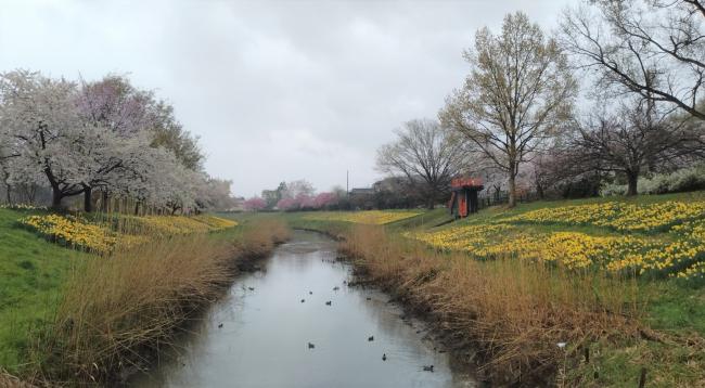 新津川と水仙（撮影日：令和8年4月7日）滝谷町付近