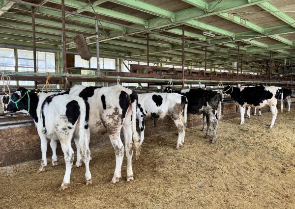 繋がれた上牧牛たち