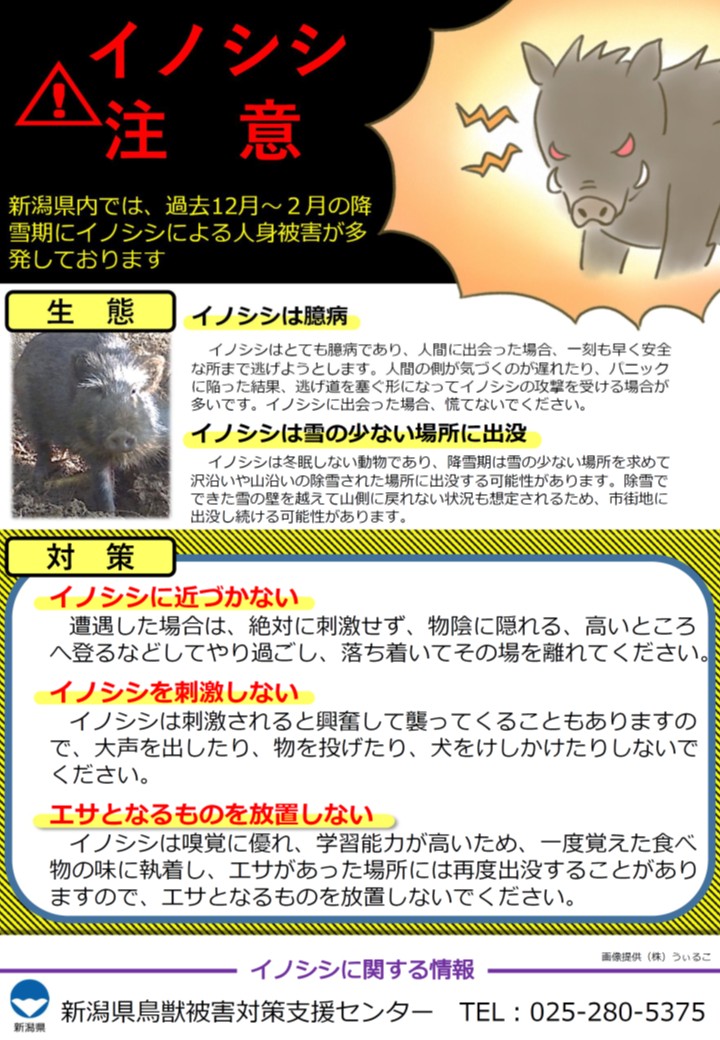 イノシシ注意喚起チラシ