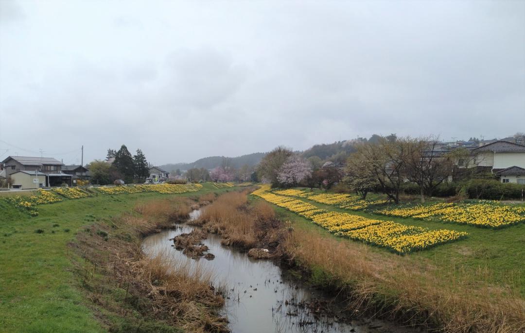 新津川と水仙（撮影日：令和8年4月7日）