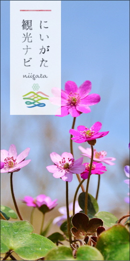 新潟県公式観光情報サイトにいがた観光ナビ